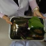 Person holding a metal tray filled with assorted fresh and dried leaves and stems used for herbs or plants